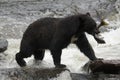 Black bear, Alaska