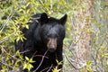 Black bear amongst bushes