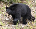 Black Bear Animal Stock Photos. Black Bear animal close-up profile view foraging in the field