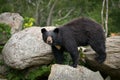 Black Bear Animal Outdoor Wildlife