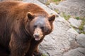 Black Bear Animal Outdoor Wildlife Royalty Free Stock Photo