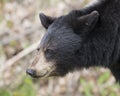 Black Bear Animal Stock Photos. Black Bear animal head close-up profile with a bokeh background