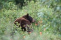 Black bear , Banff National Park, Alberta, Canada