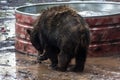 Black bear, Bearizona Wildlife Park, Williams, Royalty Free Stock Photo