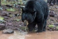 Black bear, Bearizona Wildlife Park, Williams, Royalty Free Stock Photo