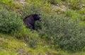 Black bear, berry foraging Royalty Free Stock Photo