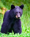 Black Bear