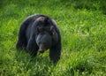 Black bear, Cades Cove, Great Smoky Mountains Royalty Free Stock Photo