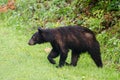 Black Bear in Cades Cove GSMNP