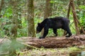 Black Bear in Cades Cove GSMNP