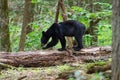 Black Bear in Cades Cove GSMNP