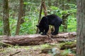 Black Bear Cades Cove GSMNP