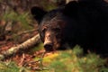 Black Bear in Cades Cove Royalty Free Stock Photo