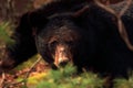 Black Bear in Cades Cove Royalty Free Stock Photo