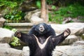 Black bear with chest The V shape is white wool - Asiatic black bear standing and relax in the summer Royalty Free Stock Photo