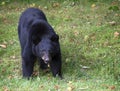 Black Bear Chewing Chestnut