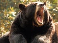 Black Bear Royalty Free Stock Photo