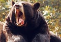 Black Bear Royalty Free Stock Photo