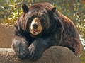 Black Bear Royalty Free Stock Photo