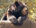 Black Bear Royalty Free Stock Photo