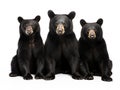 Black bear collection on white background Royalty Free Stock Photo