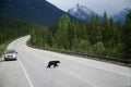 Black Bear crossing the highway in Jasper National Park. Royalty Free Stock Photo