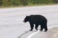 Black bear crossing road, Canadian Rocky Mountains, Canada Royalty Free Stock Photo