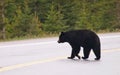 Black bear crossing road, Canadian Rocky Mountains, Canada Royalty Free Stock Photo