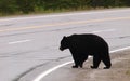 Black bear crossing road, Canadian Rocky Mountains, Canada Royalty Free Stock Photo