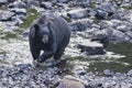 Black Bear while crossing the river Royalty Free Stock Photo