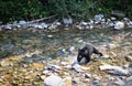 Black Bear Crossing a River Royalty Free Stock Photo