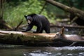 Black Bear Crossing A River On A Fallen Tree. Generative AI Royalty Free Stock Photo