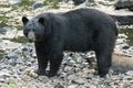 Black Bear while crossing the river
