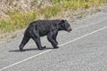 A black bear crossing the road Royalty Free Stock Photo