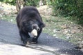 A black bear crossing a road in Bangalore city of Karnataka state located in South India Royalty Free Stock Photo