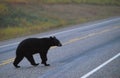 Black bear crossing road Royalty Free Stock Photo