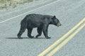 A black bear crossing the road Royalty Free Stock Photo