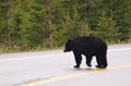 Black bear crossing road, Canadian Rocky Mountains, Canada Royalty Free Stock Photo