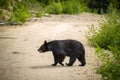 Black Bear crossing a road in forests of Banff National Park, Canada Royalty Free Stock Photo