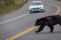 Black bear crossing the road in Jasper National Park Royalty Free Stock Photo