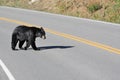 Black bear crossing road at Yellowstone National Park Royalty Free Stock Photo