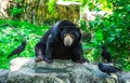 Black bear and crow on nature Royalty Free Stock Photo