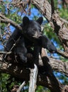 Black Bear Cub Royalty Free Stock Photo