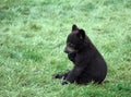 Black bear cub Royalty Free Stock Photo