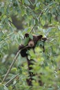 Black bear  cub in Banff National Park, Alberta, Canada Royalty Free Stock Photo