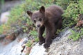 Black bear  cub in Banff National Park, Alberta, Canada Royalty Free Stock Photo