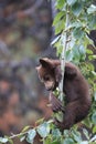 Black bear  cub in Banff National Park, Alberta, Canada Royalty Free Stock Photo