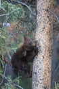 Black bear  cub in Banff National Park, Alberta, Canada Royalty Free Stock Photo