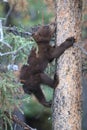 Black bear  cub in Banff National Park, Alberta, Canada Royalty Free Stock Photo