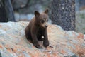 Black bear  cub in Banff National Park, Alberta, Canada Royalty Free Stock Photo